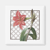 BRAZILIAN AMARYLLIS MAGNET (Vorne)