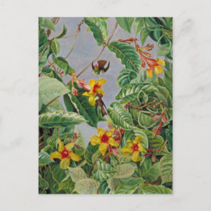 Brazilian Climbing Shrub and Humming Birds, Postkarte