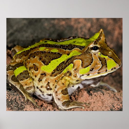 Brazilian Horn Frog, Ceratophrys cornuta, Native Poster (Vorne)