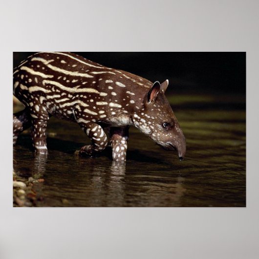 Brazilian Tapir, young calf beside river Poster (Vorne)