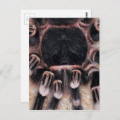 Brazilian White Knee Tarantula Postkarte (Vorne/Hinten)