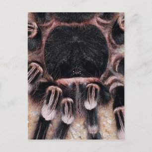 Brazilian White Knee Tarantula Postkarte