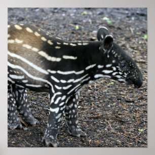 Brazillian Tapir-Plakate Poster