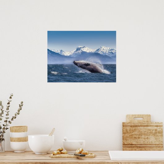 Breaching Humpback Whale In Alaska Poster (Küche)