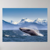 Breaching Humpback Whale In Alaska Poster (Vorne)