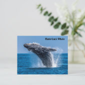 Breaching Humpback Whale Postcard Postkarte (Stehend Vorderseite)