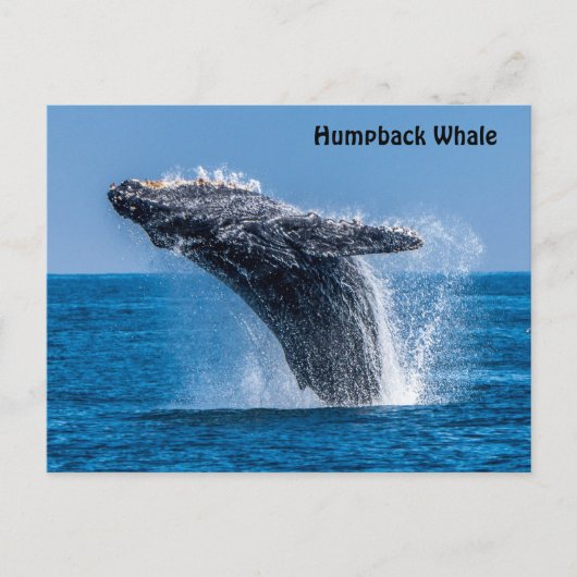 Breaching Humpback Whale Postcard Postkarte (Vorderseite)