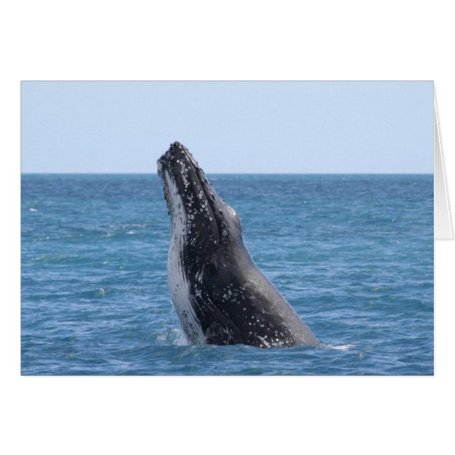 Breaching Whale (Vorderseite (Horizontal))