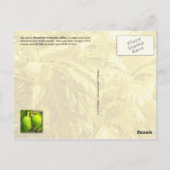 Breadfrucht Postkarte (Rückseite)