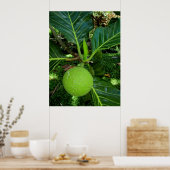 Breadfruchtbaum Poster (Küche)