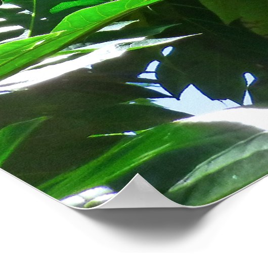 Breadfruit-Blätter Poster (Ecke)