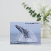 Break Humpback Whale Calf Postkarte (Stehend Vorderseite)
