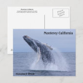Break Humpback Whale Calf Postkarte (Vorne/Hinten)