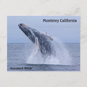 Break Humpback Whale Calf Postkarte