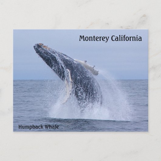 Break Humpback Whale Calf Postkarte (Vorderseite)
