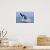 Breaking Humpback Whale Calf Print Poster (Küche)