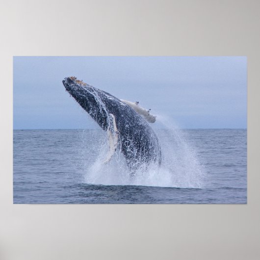 Breaking Humpback Whale Calf Print Poster (Vorne)