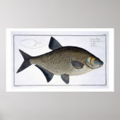 Bream (Cyprinus Brama), Platte XIII aus "Ichthyolo Poster (Vorne)