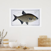 Bream (Cyprinus Brama), Platte XIII aus "Ichthyolo Poster (Küche)