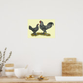 Breda Chickens Cuckoo Poster (Küche)