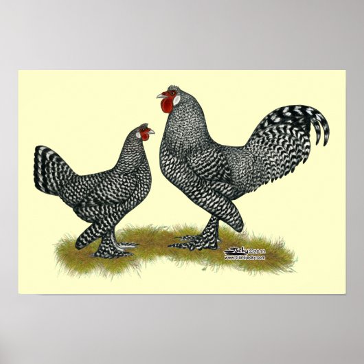 Breda Chickens Cuckoo Poster (Vorne)