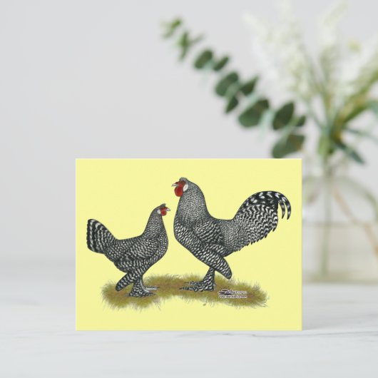 Breda Chickens Cuckoo Postkarte (Stehend Vorderseite)