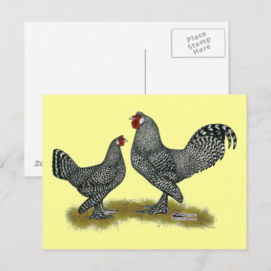 Breda Chickens Cuckoo Postkarte (Vorne/Hinten)