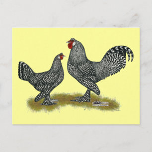 Breda Chickens Cuckoo Postkarte