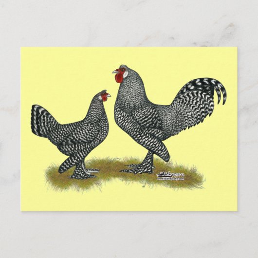Breda Chickens Cuckoo Postkarte (Vorderseite)