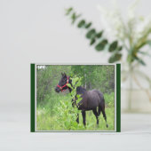 Breezy Postkarte (Stehend Vorderseite)