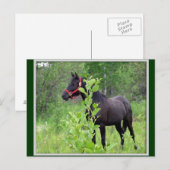 Breezy Postkarte (Vorne/Hinten)