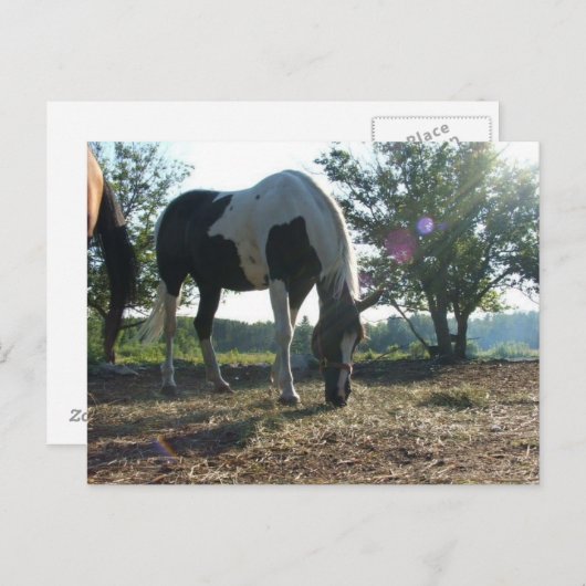 Breezy Sunbeams Postkarte (Vorne/Hinten)