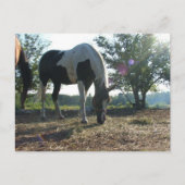 Breezy Sunbeams Postkarte (Vorderseite)