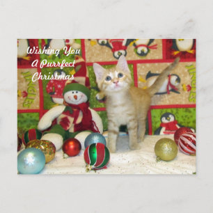 Breezys Weihnachtspostkarte - Katze / Kitten Feiertagspostkarte