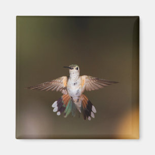 Breit-Angebundener Kolibri, der vorführt Magnet
