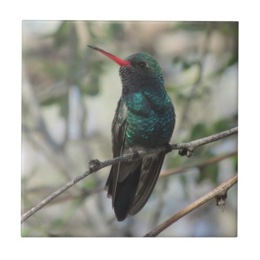 Breit-berechneter Kolibri Fliese (Vorderseite)