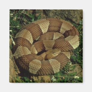 breit-mit einem Band versehener copperhead Magnet