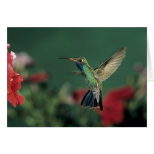 Breitschnabelkolibri, Cynanthus