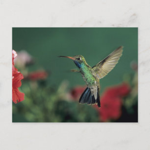 Breitschnabelkolibri, Cynanthus Postkarte