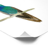 Breitschnabelkolibri Fotodruck (Ecke)