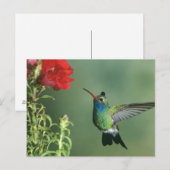 Breitschnabelkolibri Männchen Postkarte (Vorne/Hinten)