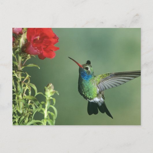 Breitschnabelkolibri Männchen Postkarte (Vorderseite)