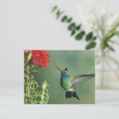 Breitschnabelkolibri Männchen Postkarte (Stehend Vorderseite)