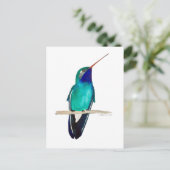 Breitschnabelkolibri Postkarte (Stehend Vorderseite)