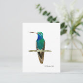 Breitschnabelkolibri Postkarte (Stehend Vorderseite)