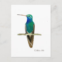 Breitschnabelkolibri