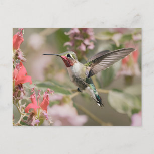 Breitschwanzkolibri im Flug Postkarte