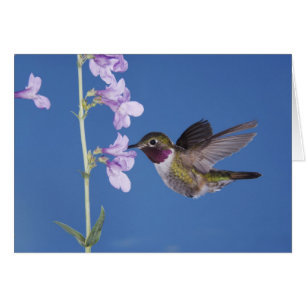 Breitschwanzkolibri, Selasphorus