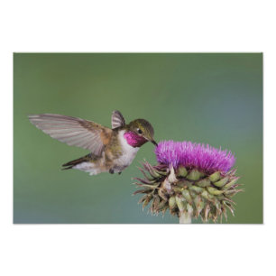 Breitschwanzkolibri, Selasphorus Fotodruck