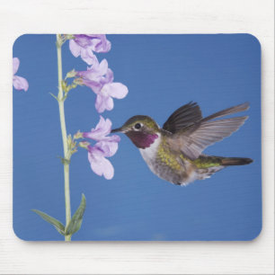 Breitschwanzkolibri, Selasphorus Mousepad